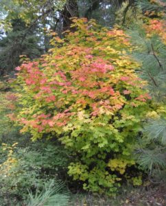 Vine Maples are perfect for urban yards. Colorful in the Fall.