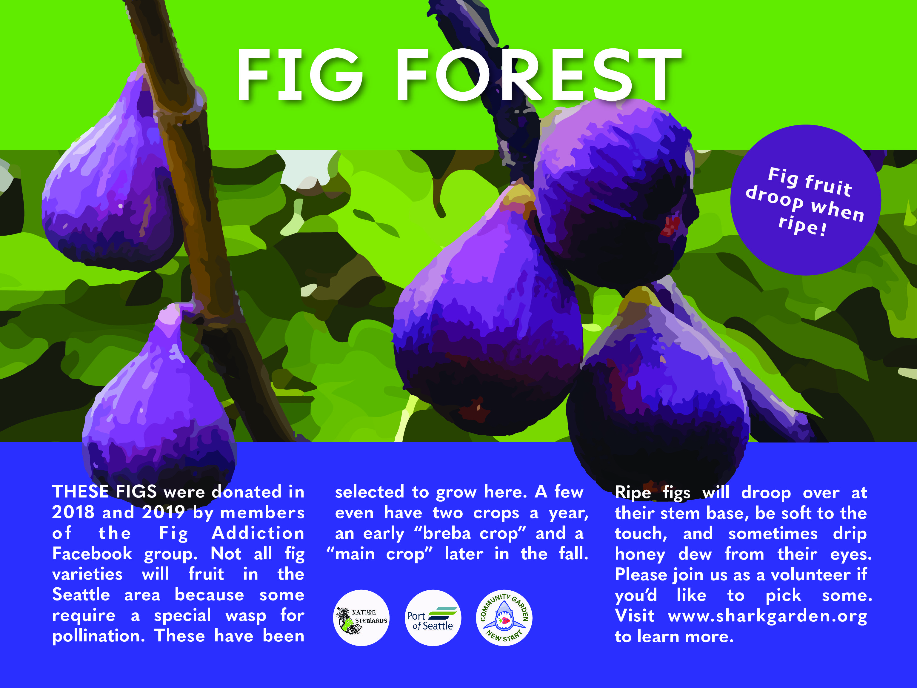 Fig Forest 3
